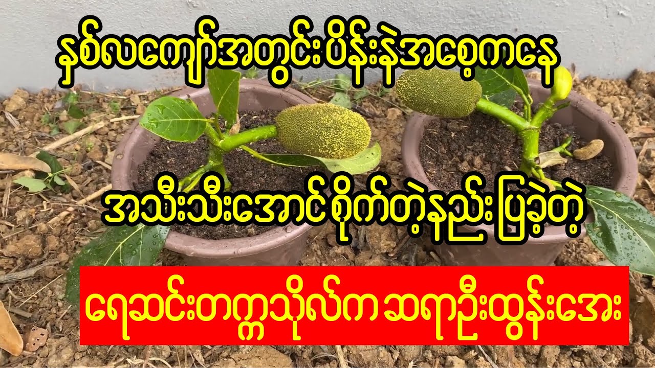 ပိန်းနဲသီးကို ၂လကျော်အတွင်းအသီးသီးအောင်စိုက်တဲ့နည်း မျှဝေခဲ့တဲ့ ဦးထွန်းအေး