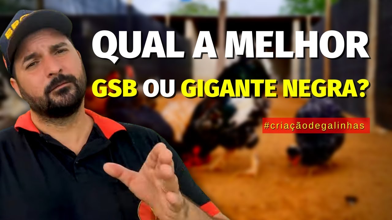Saiba AGORA qual a melhor: Galinha Balão ou Gigante Negro?