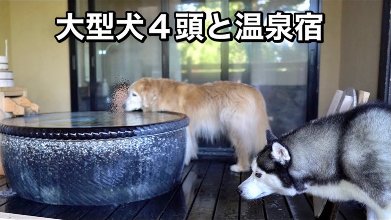 大型犬4頭と初めて温泉に入るとこうなります【犬と泊まれる露天付き温泉宿】