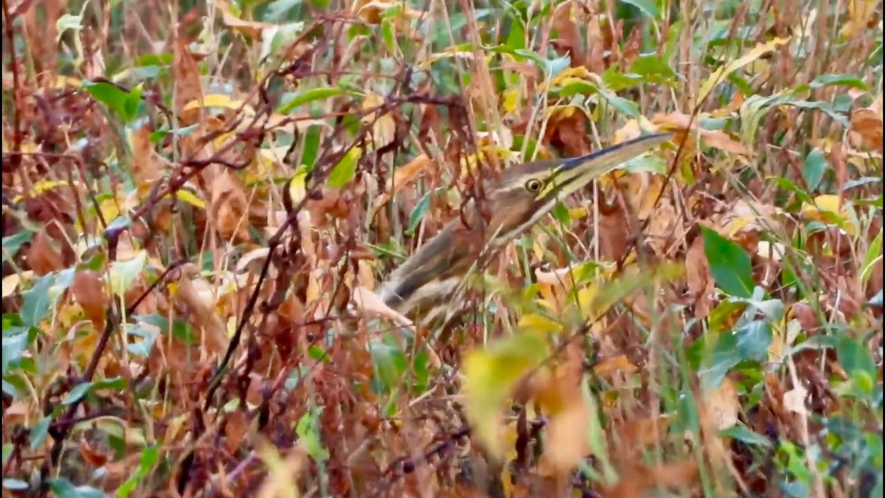American Bittern - lifer # 353 — very secretive bird