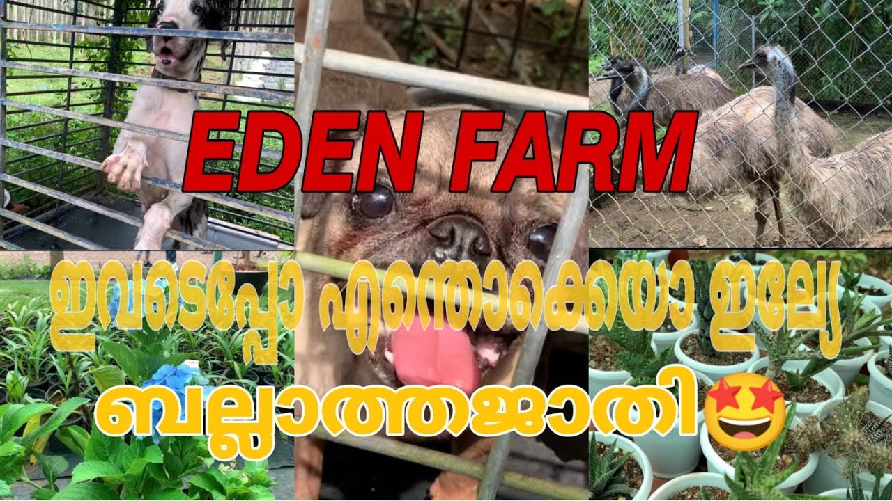 NILAMBUR EDEN FARM | എജ്ജാതി ഫാമാണ്😱 । Pets | Garden etc…