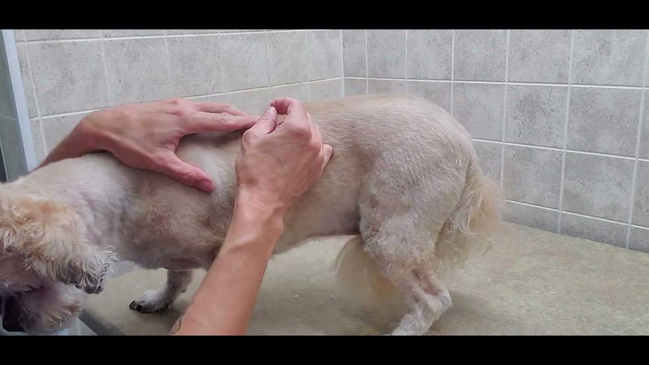 What to do if you cut a dogs wart while grooming