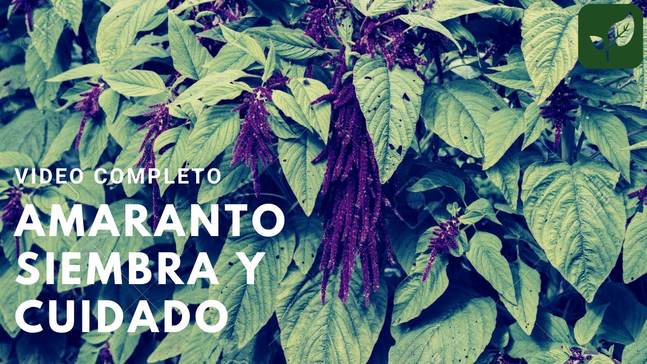 AMARANTO CRECIMIENTO COMPLETO
