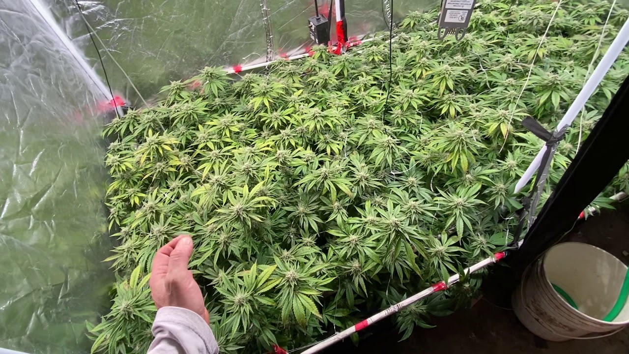 Sea of green. Video 19 season 6 (GROW TENT GURU)