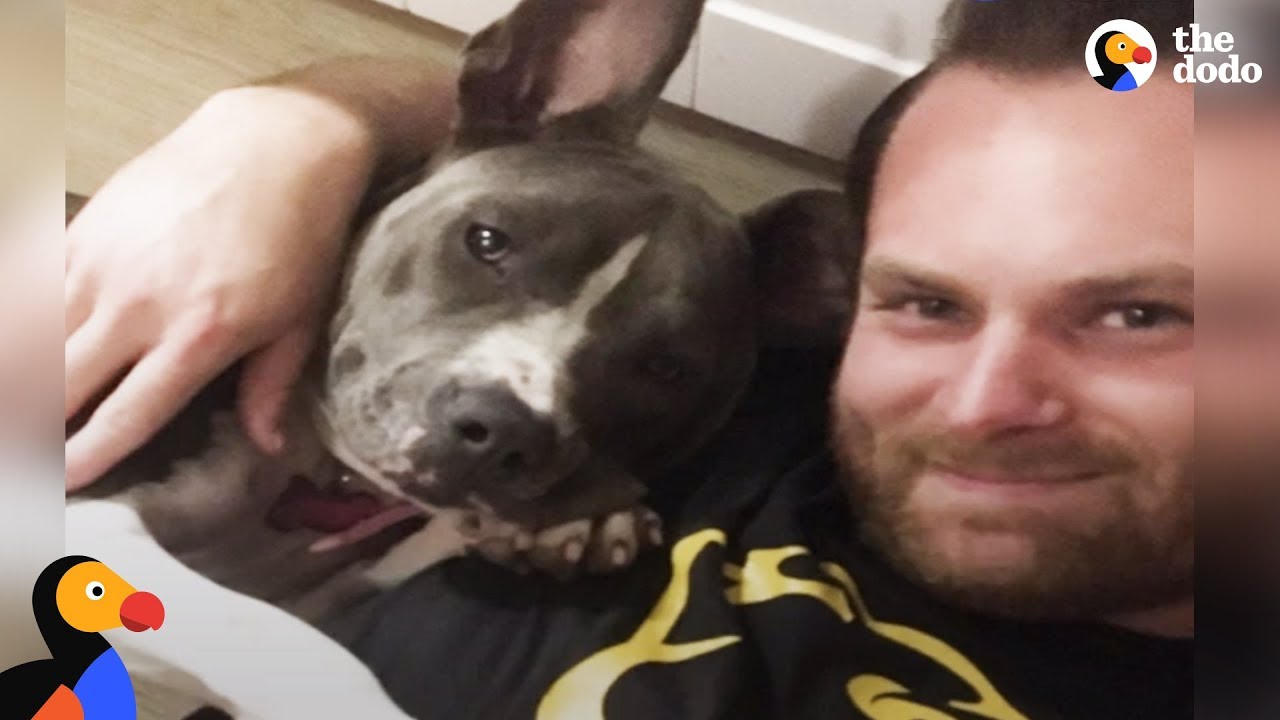 Pilot Rescues Dogs by Flying Them To Safety Then Adopts One | The Dodo
