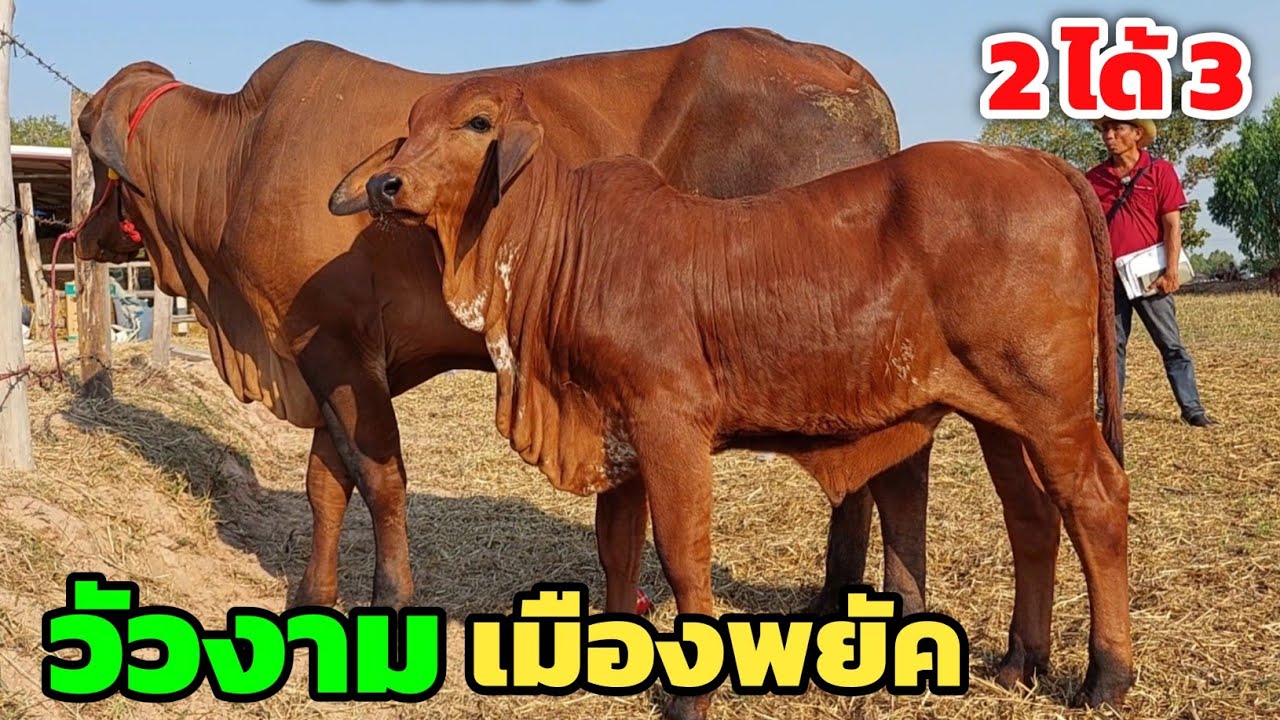 ทีเด็ดวัวงามเมืองพยัค ใหญ่งาม คุณภาพสมราคา โชคมีชัยฟาร์ม | 17 ก.พ.69 