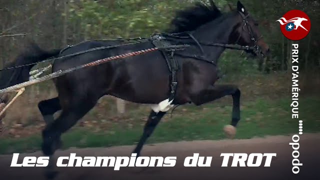 Les champions du TROT : Objectif Prix d'Amérique Opodo 2016