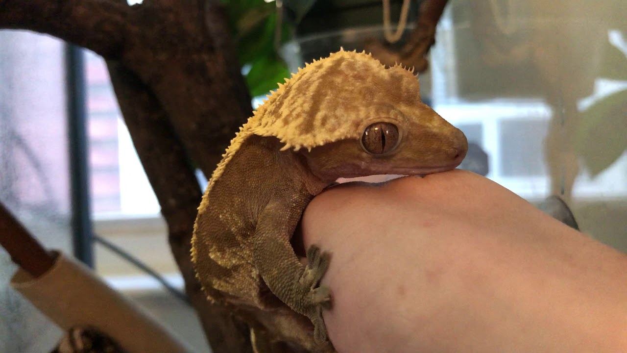 Male crested gecko mating call and 
