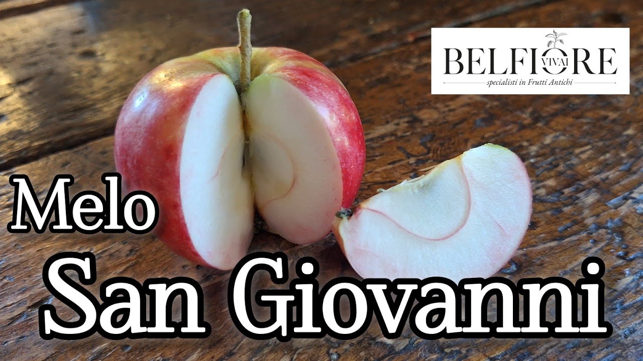 Frutti antichi: la mela SAN GIOVANNI