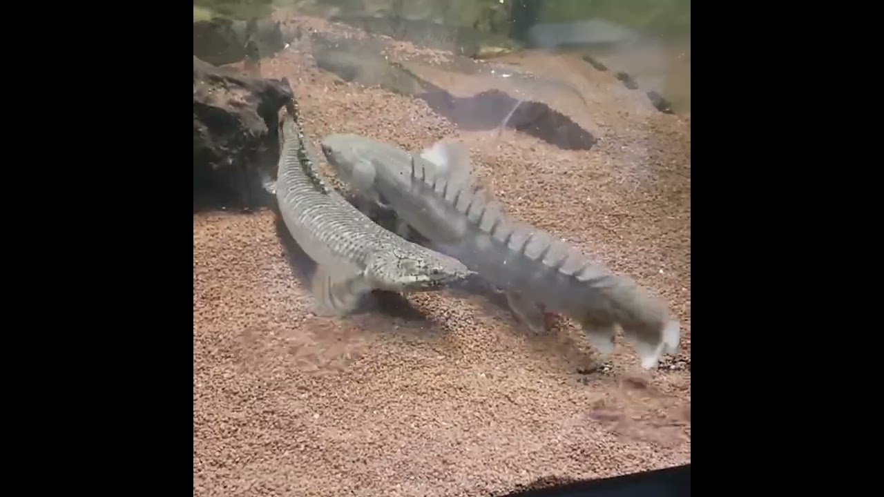The Best Guide to Bichirs and Ropefish (Polypteridae) - The Bichir Handbook