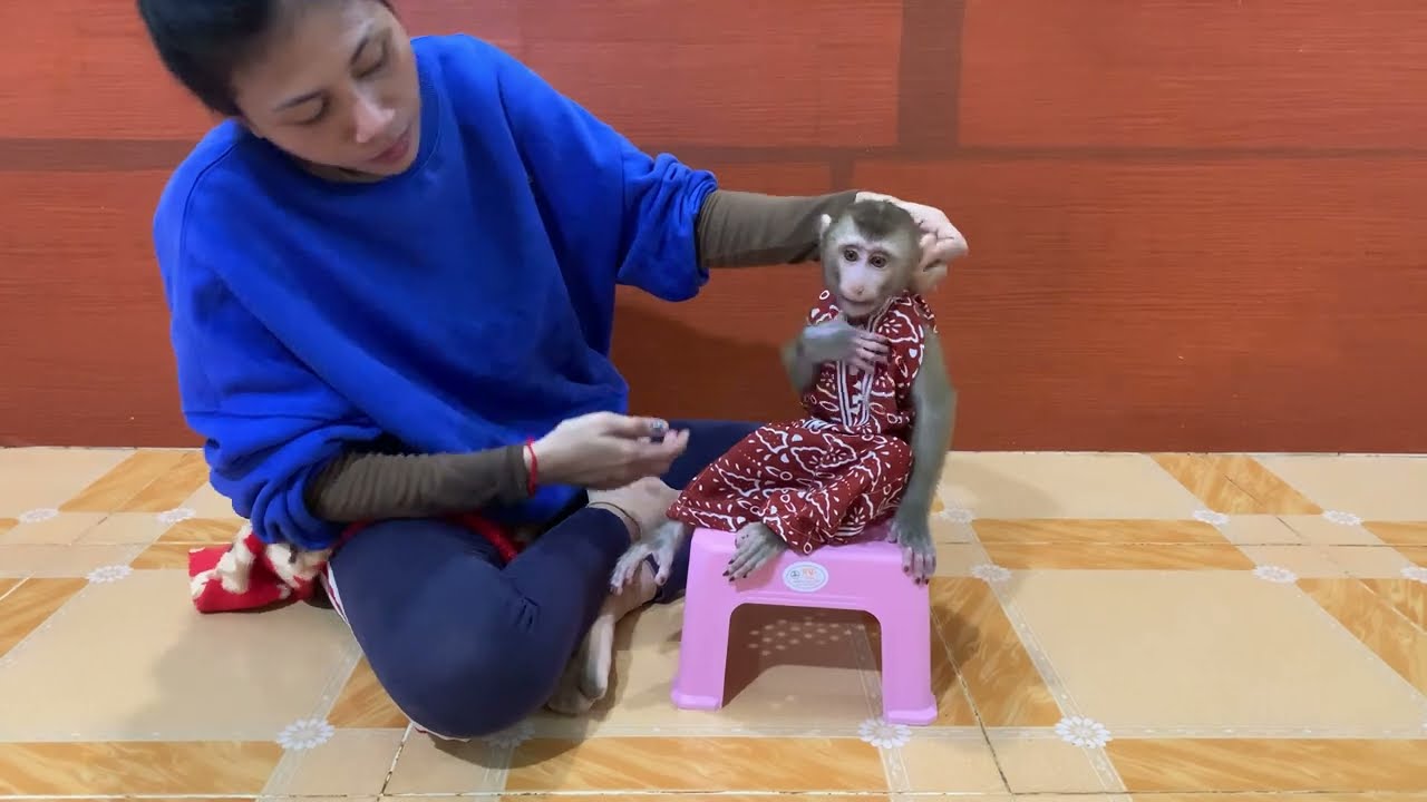 Smart baby monkey ROJO let mom cleaning and wearing cloth after that playing with mommy