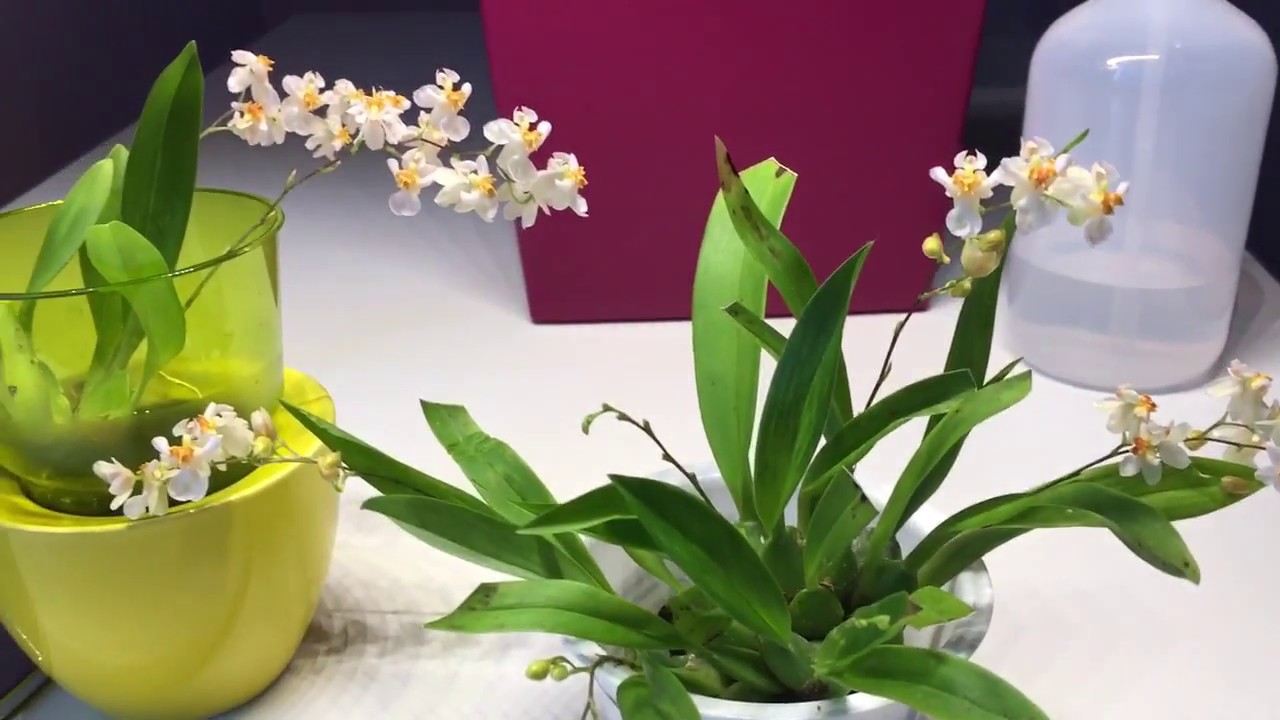 Oncidium Twinkle Orchideen in Wasserkultur/ FWC / blühen und duften !
