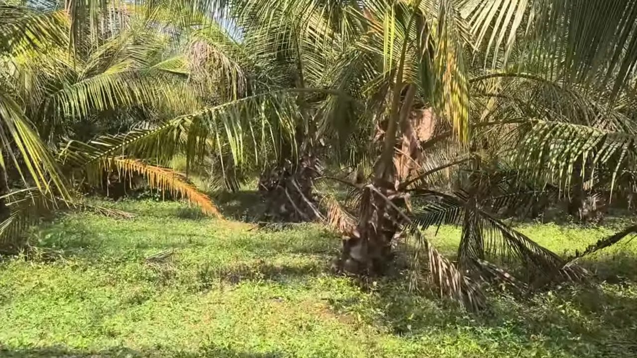ஈரோடு (மா)  பெருந்துறை. (வ) குஞ்சரமடை அருகில் 1 ஏக்கர் தென்னந்தோப்பு விற்பனை9585376767#agriculture 