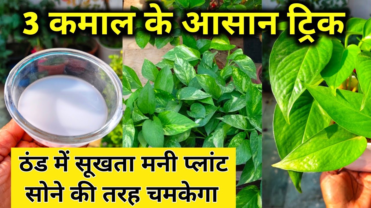 मनी प्लांट सोने की तरह चमकेगा.ठंड में मनी प्लांट की देखभाल. Money plant growth hacks.Money plant.