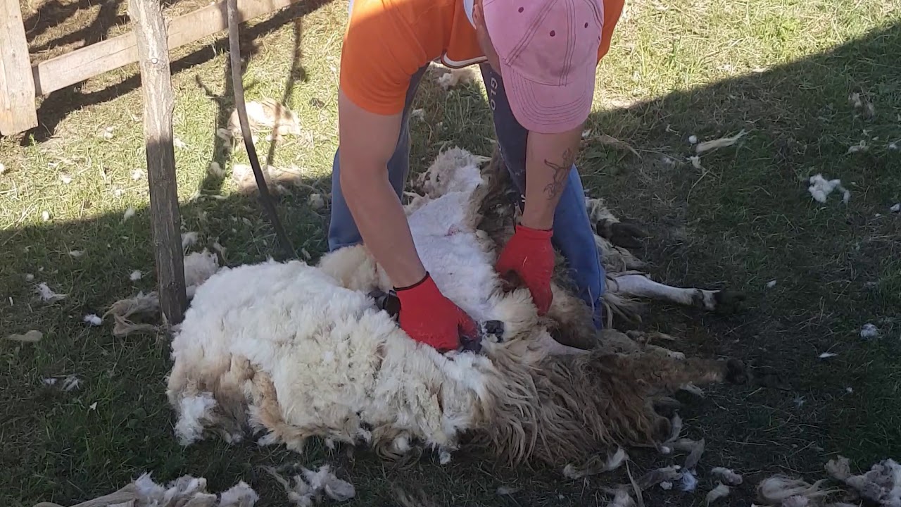 Tunsul oilor sacalu de padure 2018