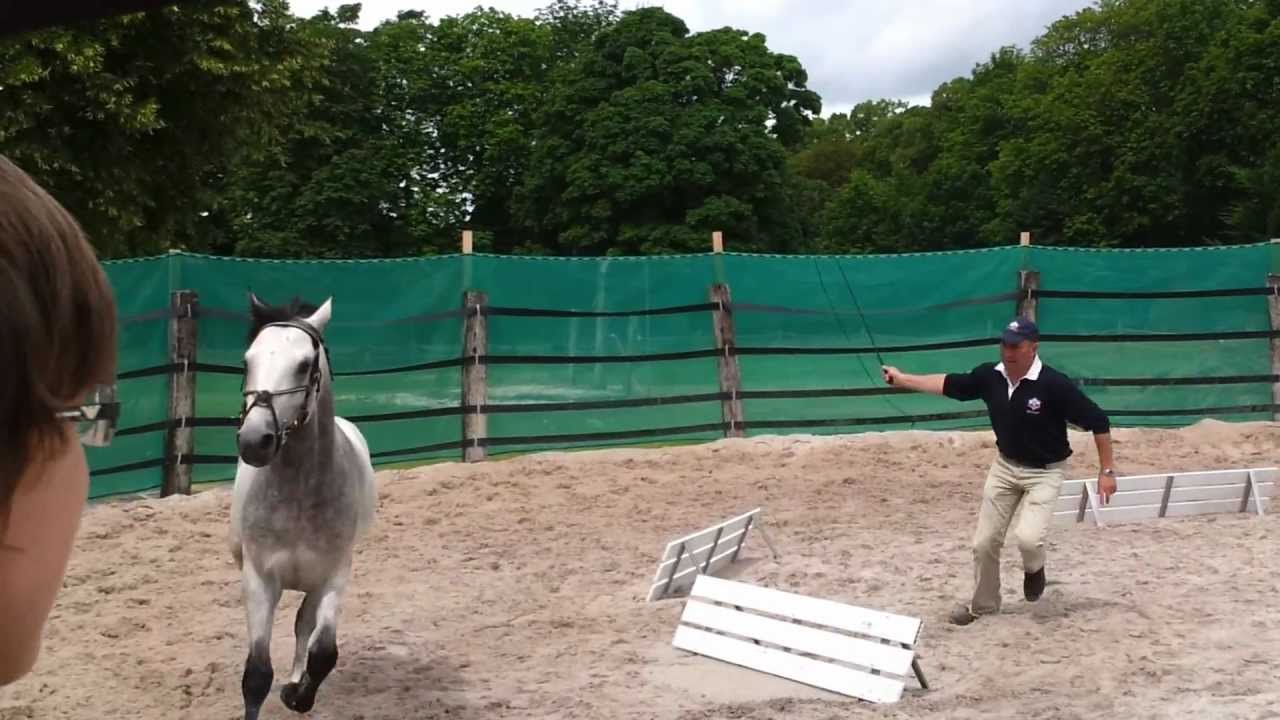 ARCTIK Mourmelon concours régional modèles et allures Poney