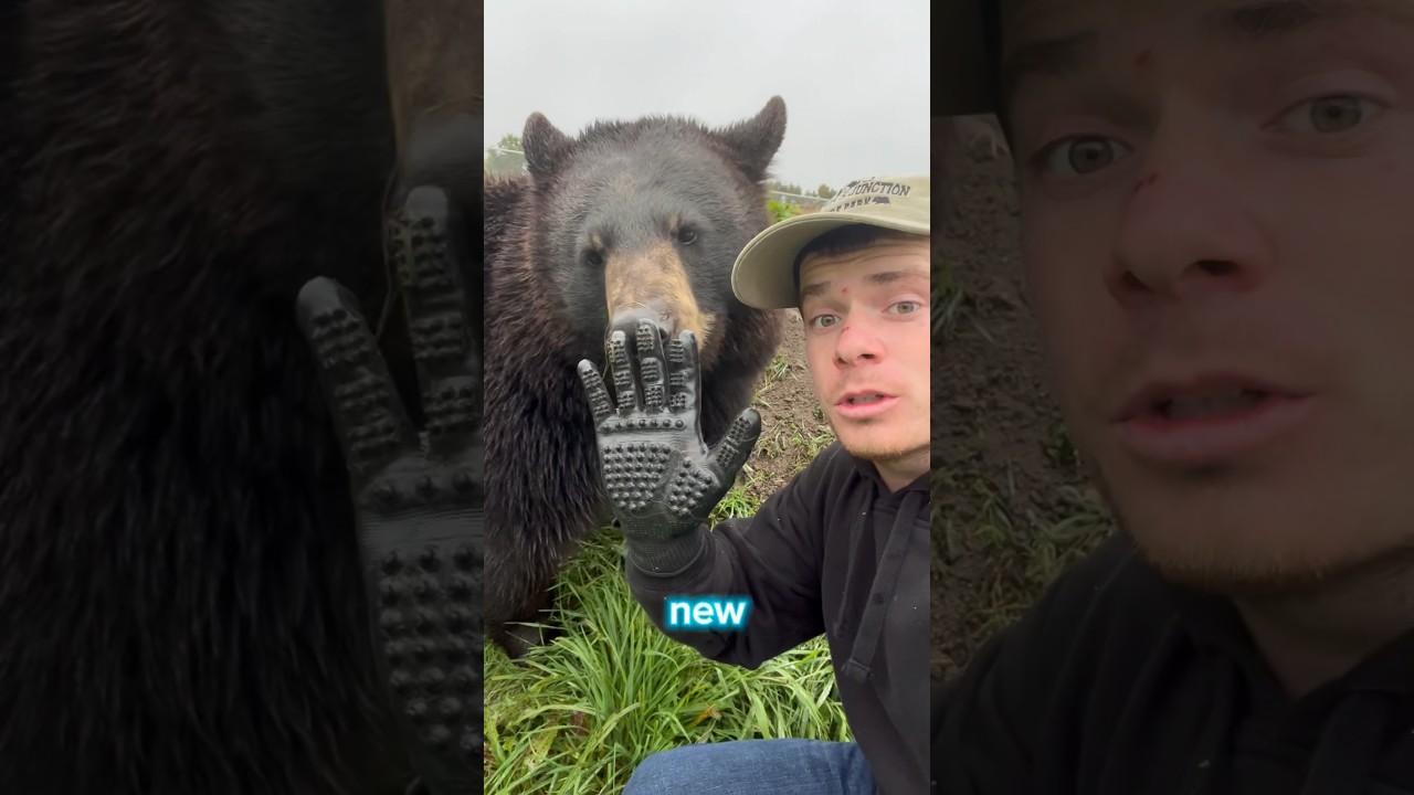 ЛУЧШИЕ царапки животных! #животные #животныенаyoutube #потрясающиеживотные #крутыеживотные