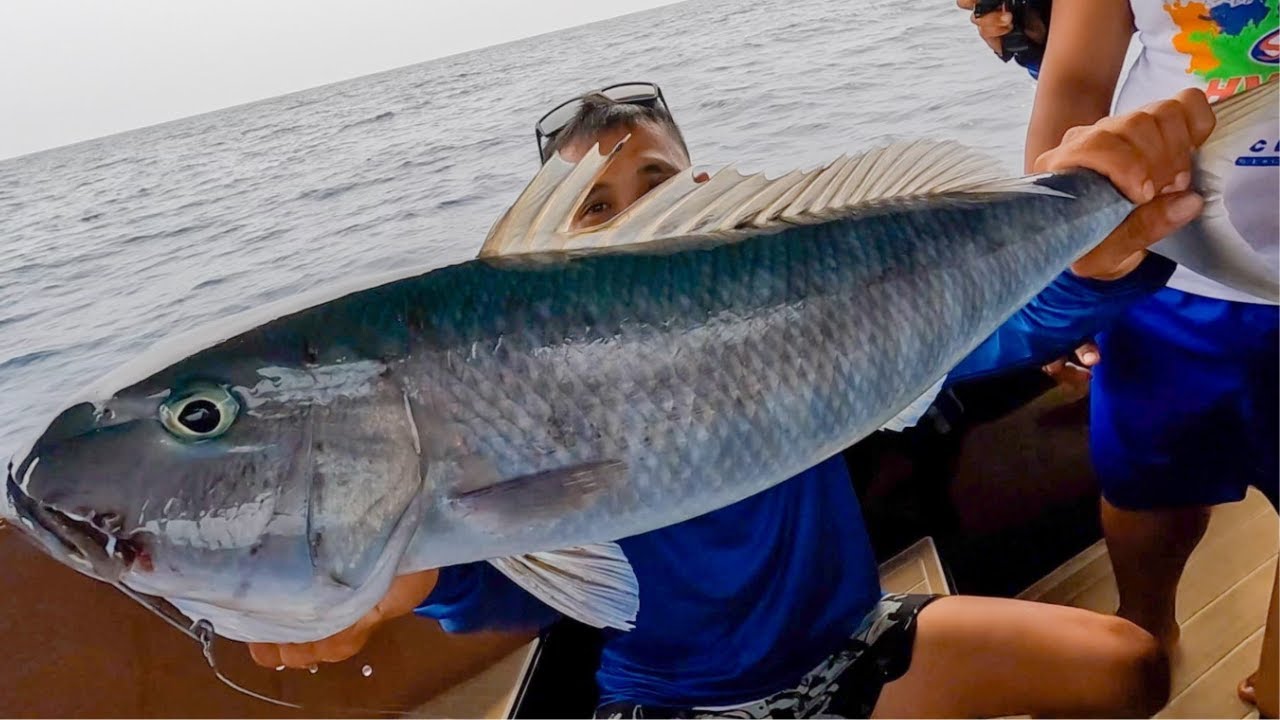 Traditional Filipino Fishing Method Catches GREEN JOBFISH with @2glegtv527