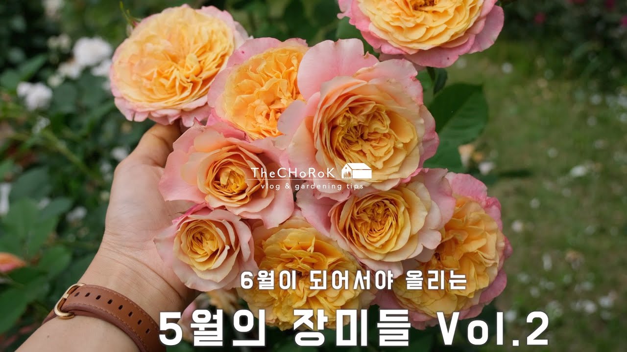 5월의 장미들 Vol.2 | 2023년 정원
