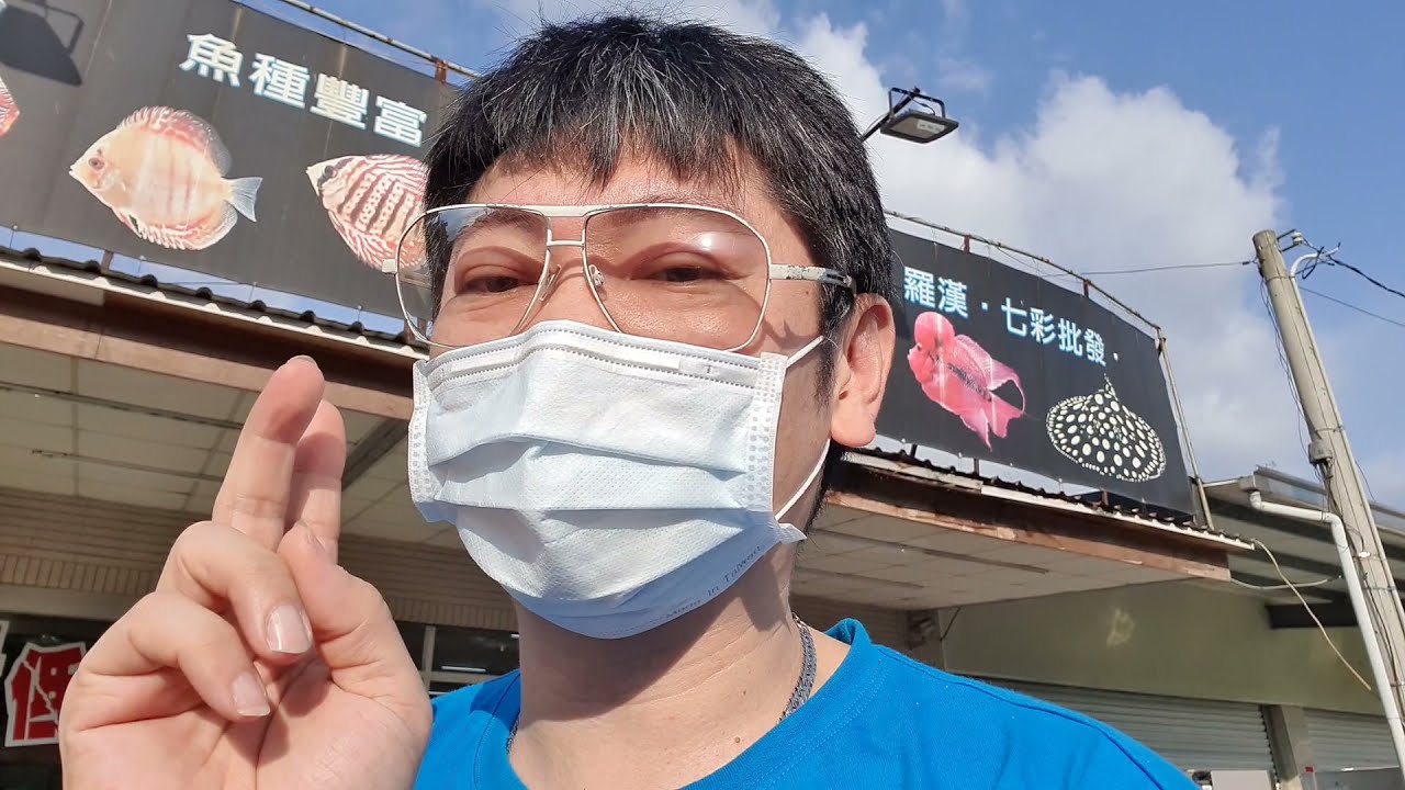 野生埃及神仙到貨了