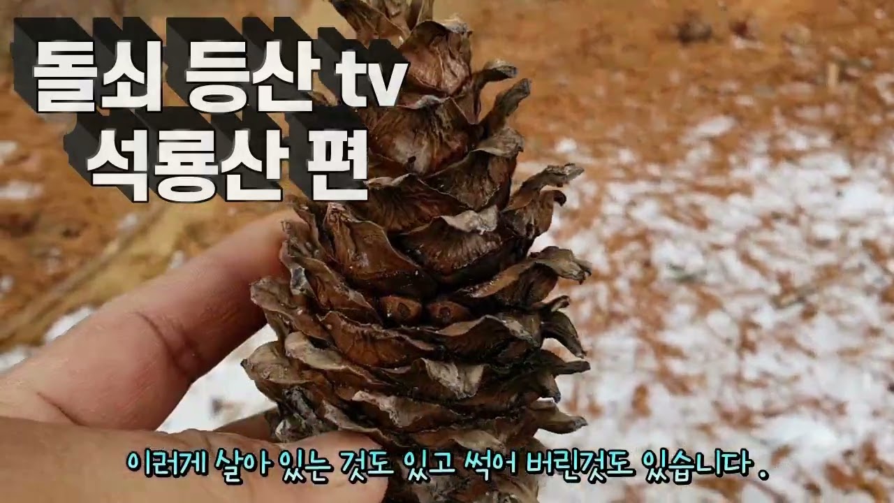 석룡산 잣나무 골 1번 코스 우리 강아지 와 함께한 곳 입니다 .