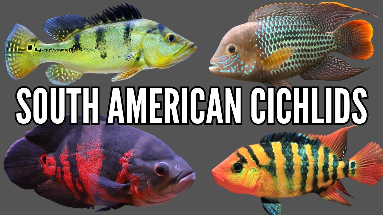 Top 10 Most Aggressive South American Cichlids