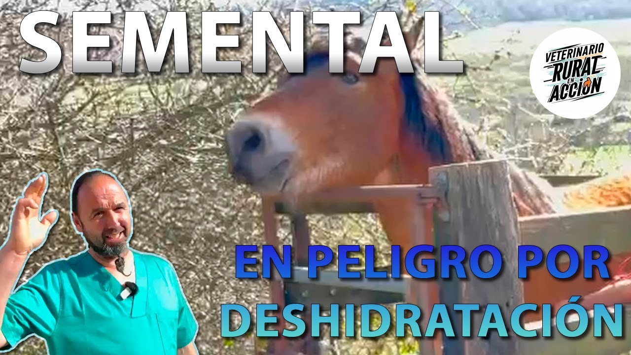 🐴SEMENTAL 🐴 En peligro por diarrea 💩