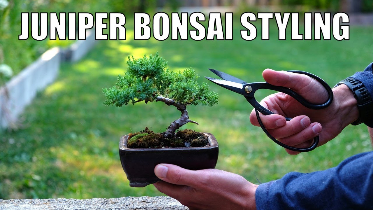 Styling My Procumbens Juniper Bonsai + North Cascades National Park Pictures