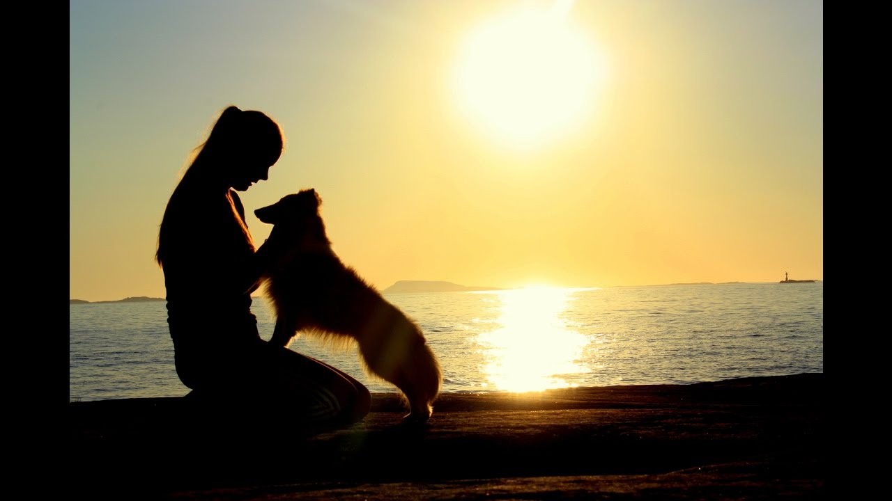 The greatest | Sheltie Daisy 6 years