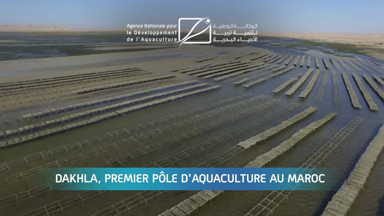 Dakhla, premier pôle d'aquaculture au Maroc