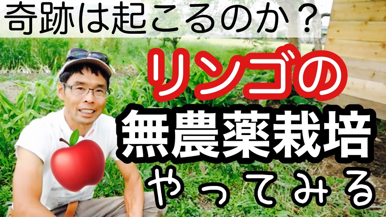 【無農薬のりんご栽培】林檎苗木の定植と品種紹介/無農薬無施肥で育っている他の果樹も紹介《奇跡のリンゴ/自然農/自然栽培》