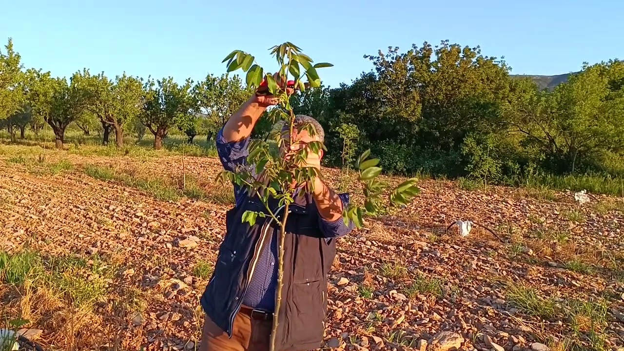 Επιλογή βραχιόνων μετά τον πρώτο χρόνο