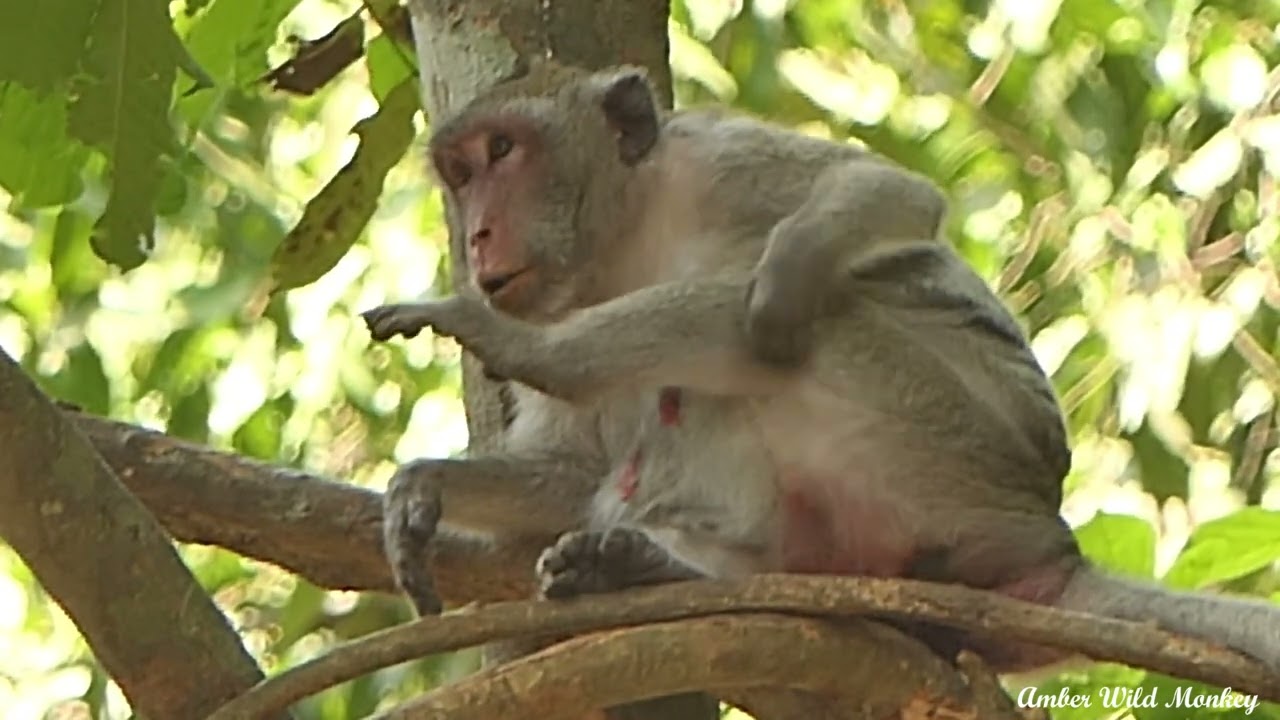 Epic Adventure: Jane's Extreme Nap on Top Tree with Unique Style! 😴🌳 #JaneDeepSleep