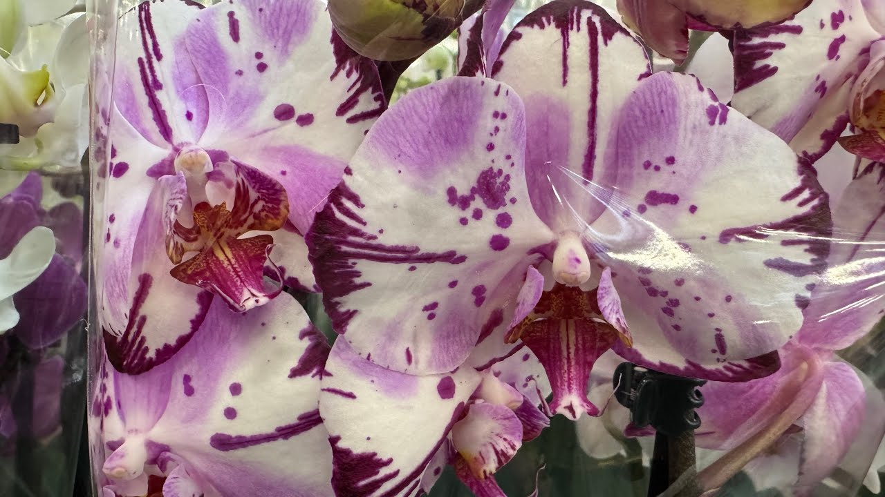 Orchid Review! (Odessa Garden Center)