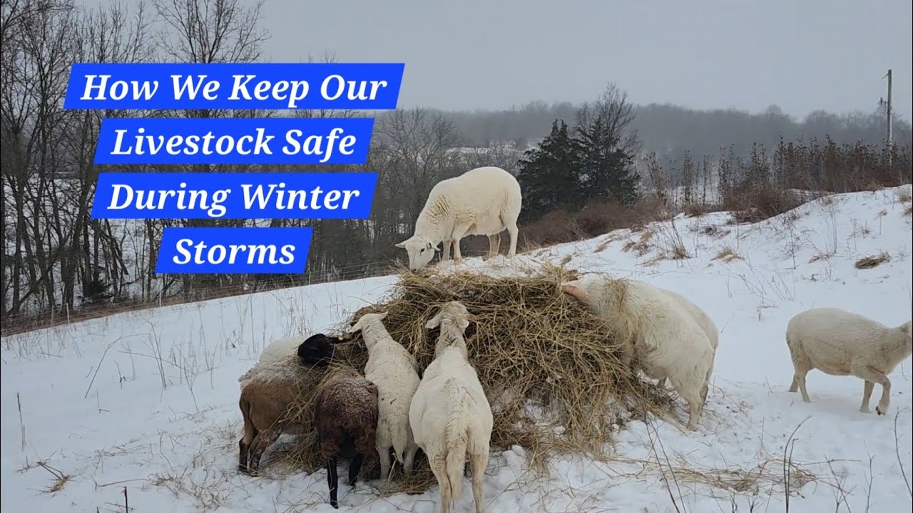 Extreme Cold Farming: Shelter & Heat for Sheep and Cattle