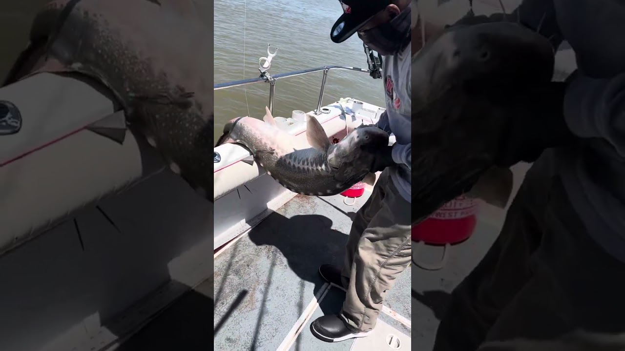 Antioch, CA. Delta Sturgeon Fishing.