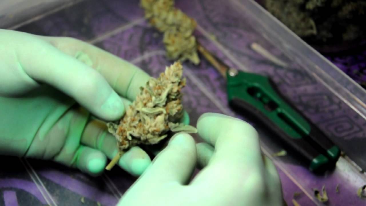 VaderVision E:15  Trimming and Manicuring Medical Cannabis