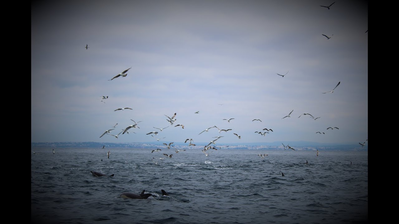 Breathtaking common dolphin sighting through the eyes of an AIMM intern