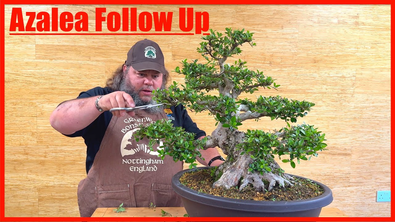 Azalea Follow Up - Greenwood Bonsai