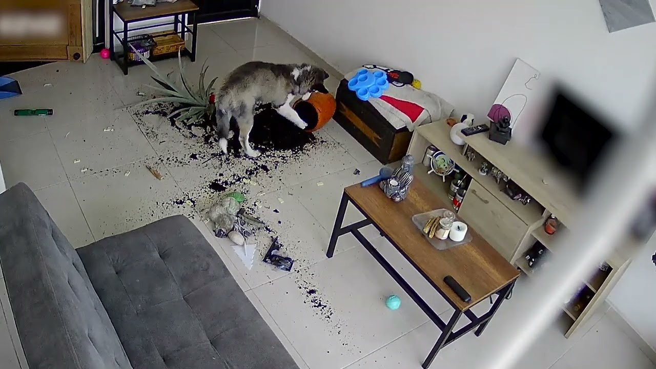 5-Month-Old Siberian Husky Destroys Planter as He is Left Home Alone - 1505923