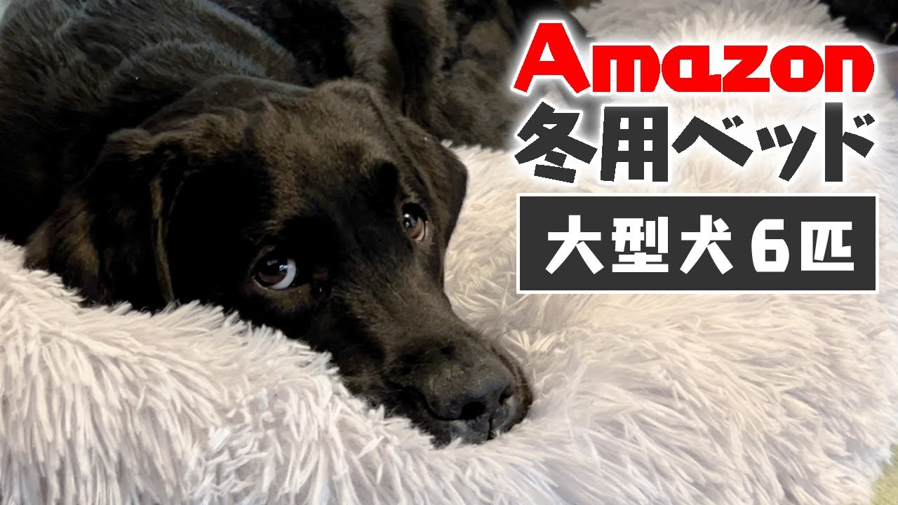 冬用ベッドをもらった大型犬6匹の反応の違い【チャウチャウ・秋田犬・ボーダーコリー・ラブラドールレトリバー】【多頭飼い】