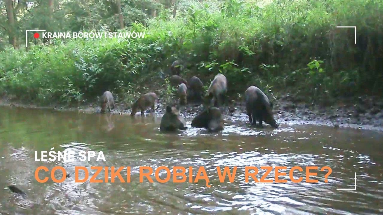 Leśne SPA czyli co dziki robią w rzece i w babrzyskach. Spotkanie danieli z bykiem jelenia.