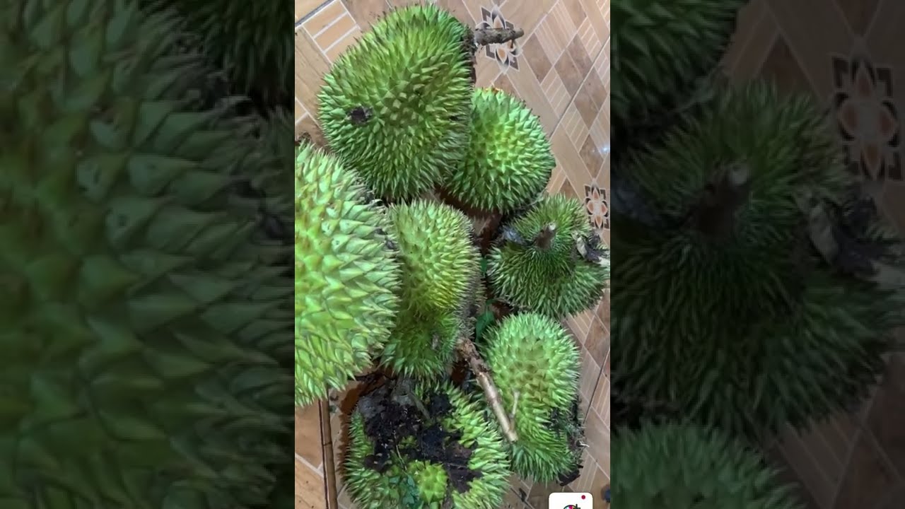 Cara Memeram/peram Durian mentah biar matang dan manis
