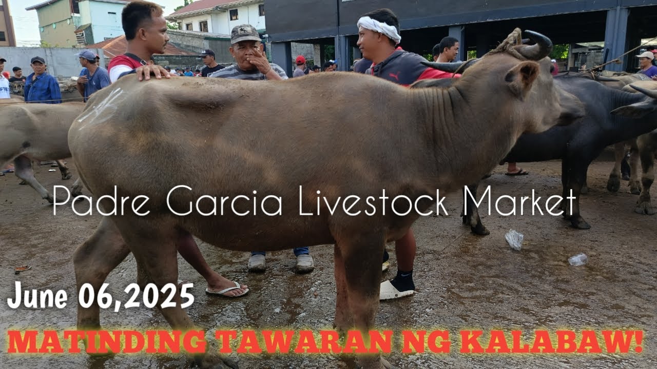 Matinding Tawaran!Price Update ng mga Bufalo at Kalabaw!