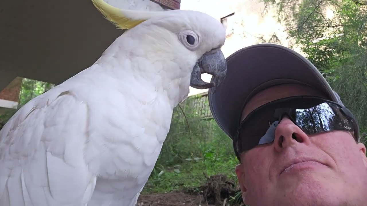 Say what you really think, HurroBirb! Wild cockatoos in Sydney, Australia 