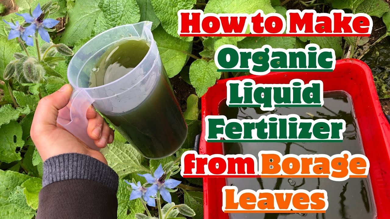 How to Make Organic Liquid Fertilizer from Borage Leaves 🍃 #borage #fertilizer #organicgardening