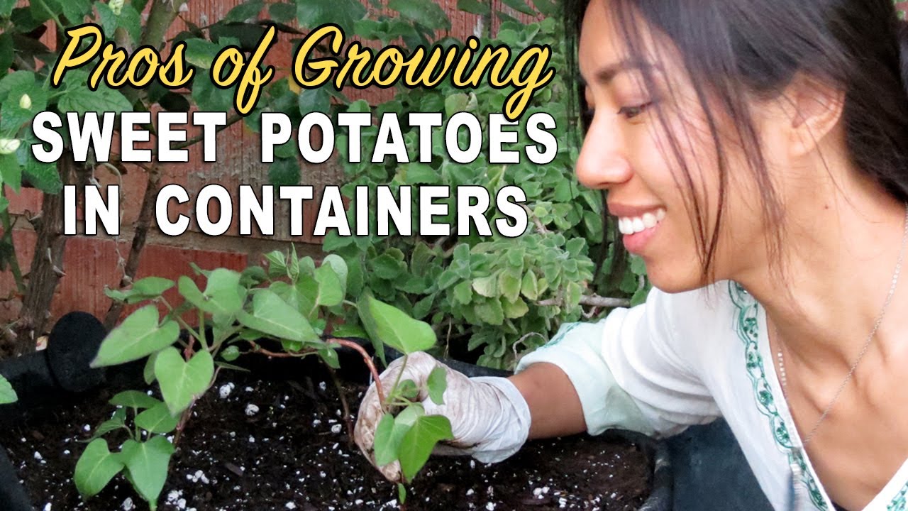 Growing Sweet Potatoes in Container