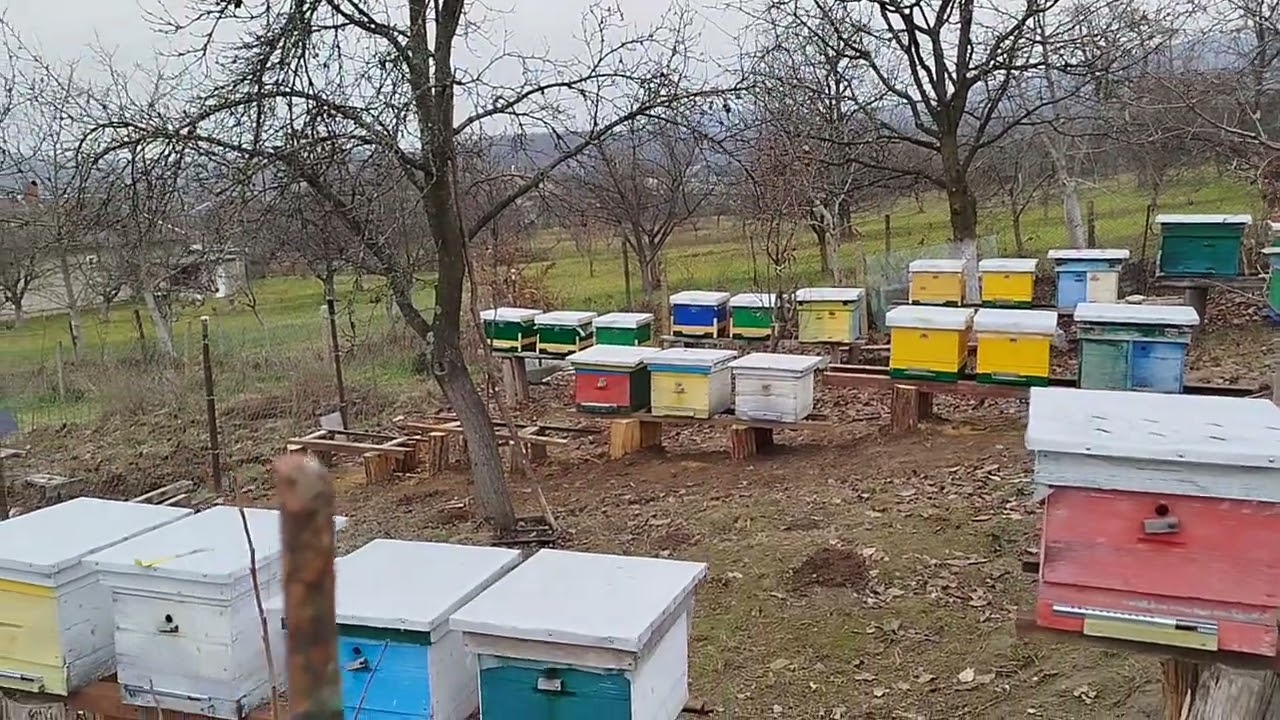 ХУРМА. 2 роки не пройшли безслідно. Інтересні  нюанси при вирощуванні.