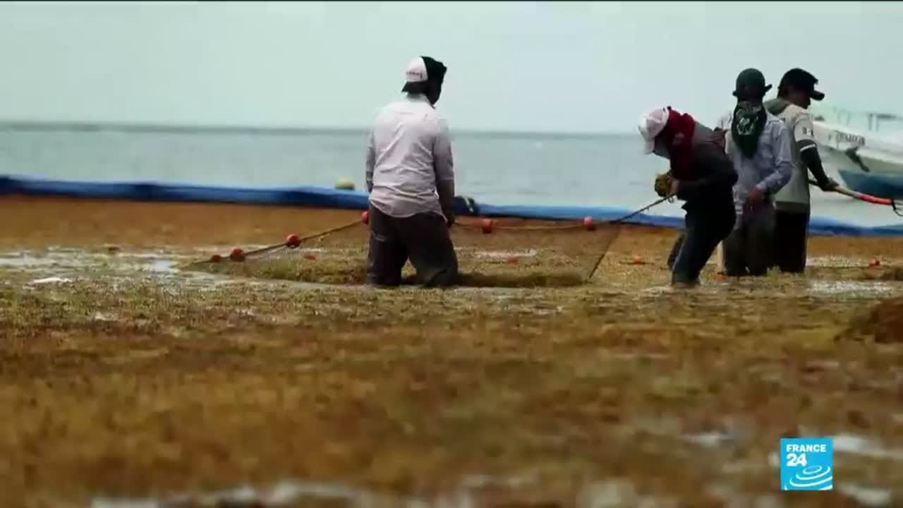 Le fléau des sargasses, ces algues brunes qui envahissent les plages des Caraïbes