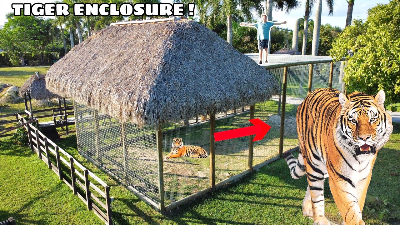 BUILDING GIANT ENCLOSURE FOR TIGERS !